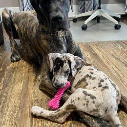 Great Dane Puppies from Grace Redeemed Danes