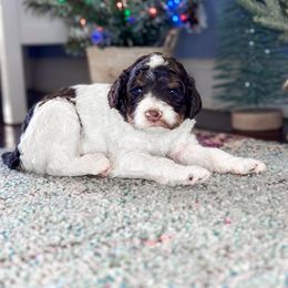 Girl 4 - Parti Poodle puppy in Simpsonville, South Carolina from Home of Doodles