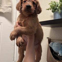 Boy 4 - Dark golden male Golden Retriever puppy in Arizona from Golden Penny AZ