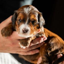 Fauna - Sable female Bernedoodle puppy in Cortez, Colorado from Sassy Pants Pups