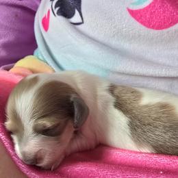 Moana - Piebald female Dachshund puppy in North Waterboro, Maine from Poole Family Miniature Dachshunds