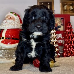 Girl 1 - Black and white female Bernedoodle puppy in Russiaville, Indiana from Pleasant Creek Minibernedoodles