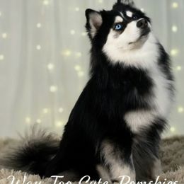 Larry - Black and white male Pomsky puppy in Orlando, Florida from Way too cute Pomskies