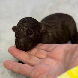 Prissy - Brown female Poodle puppy in Sarasota, Florida from Paradise Poodles