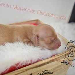 Cream - Cream male Dachshund puppy in Seminary, Mississippi from Down South Mavericks Dachshunds
