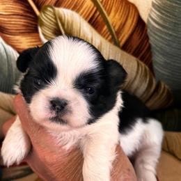 Tanner - Tricolor male Shih Tzu puppy in Claremont, California from Lovable Shih Tzus