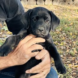 Dark blue collar - Black male Labrador Retriever puppy in Decatur, Indiana from Golden Bundles