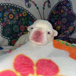Rou - White female French Bulldog puppy in Coatesville, Pennsylvania from The Chipper Frenchie
