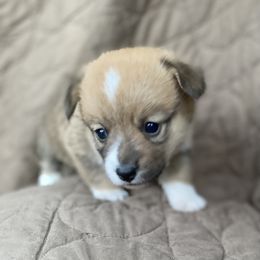 American Corgi and Pembroke Welsh Corgi Puppies from Foxy Knoll Farm