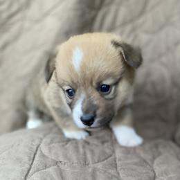 American Corgi and Pembroke Welsh Corgi Puppies from Foxy Knoll Farm
