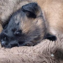 Belgian Malinois and German Shepherd Puppies from Madhouse’s Belgian Malinois and German Shepherds