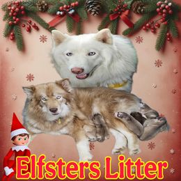 Siberian Husky puppies from Blue Moon's Huskies