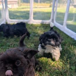 Cal - Black and white male Shih Tzu puppy in West Pawlet, Vermont from Morgan's Shih Tzus