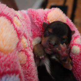 Gia - Black and tan female Yorkshire Terrier puppy in Greenwood, Wisconsin from Selah and Co.