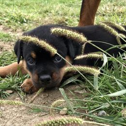 Rottweiler Puppies from Alpha Co. Rottweilers