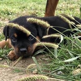 Rottweiler Puppies from Alpha Co. Rottweilers