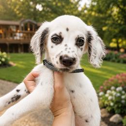 Olivia - White and liver brown female Dalmatian puppy in Bremen, Georgia from Clark’s Dalmatians
