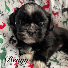 Benny - Black and white male Shih Tzu puppy in Hemet, California from Aloha Shih Tzu