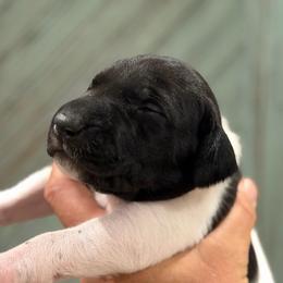 Preacher - Black and white male German Shorthaired Pointer puppy in Hot Springs, Virginia from Thunder Mountain Gun Dogs