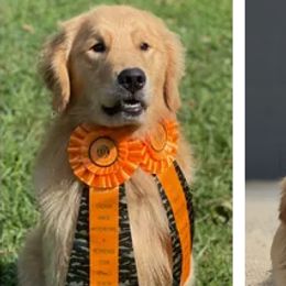 Golden Retrievers, Labradoodles, and Labrador Retrievers from Robertson's Retrievers & Doodles