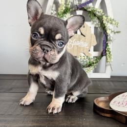 Gucci - Liver female French Bulldog puppy in Stanchfield, Minnesota from Sunshine's French Bulldogs
