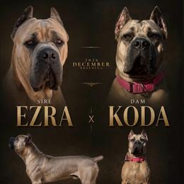 Cane Corso puppies from Mastiff Family