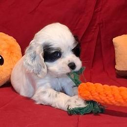 Eleanor - Black and white female Cocker Spaniel puppy in Crossville, Tennessee from Timber Sunrise Cockers