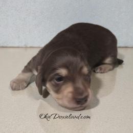 Cowboy - Chocolate and cream male Dachshund puppy in Oklahoma City, Oklahoma from OkieDoxieland Dachshunds