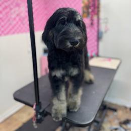 Gypsy - female Golden Mountain Doodle puppy in Hackleburg, Alabama from The Doodle Patch