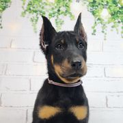 Marionberry - Black and rust female Beauceron puppy in Seattle, Washington from SilverStruck Kennels