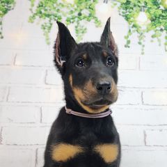 Marionberry - Black and rust female Beauceron puppy in Seattle, Washington from SilverStruck Kennels