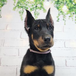 Marionberry - Black and rust female Beauceron puppy in Seattle, Washington from SilverStruck Kennels