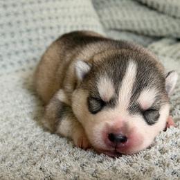 Zeus - Gray and white male Siberian Husky puppy in Amery, Wisconsin from Sovereign Siberians