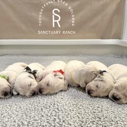 Golden Retriever puppies from Sanctuary Ranch Goldens