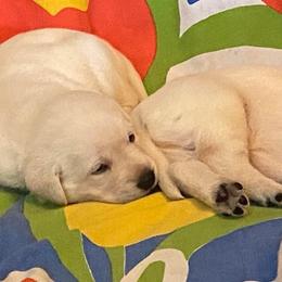 Girl 2 - Yellow female Labrador Retriever puppy in Broussard, Louisiana from D5 Death Valley Kennels/Royal Reign American Cocker Spaniels