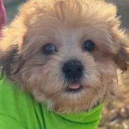 Morkies from Major Fluff