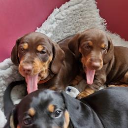 Dachshunds from Goodwood Standard European Hunting Dachshunds