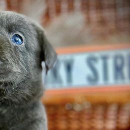 Dilute Retrievers and Labrador Retrievers from Olympic Mountain Labradors