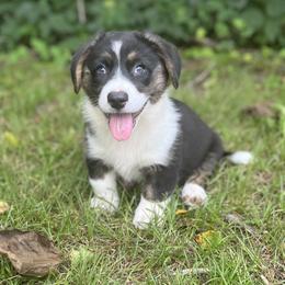 Jett - Black and white male Cardigan Welsh Corgi puppy in Hope, Arkansas from Foxy Knoll Farm