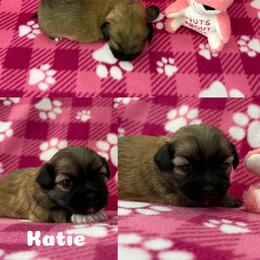 Katie - Red gold female Lhasa Apso puppy in Cincinnati, Ohio from Shangri-La Lhasa Apsos