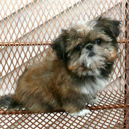 Sonny - Tricolor male Shih Tzu puppy in Wild Rose, Wisconsin from Sorenson's Shih-tzus