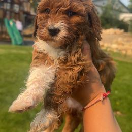 Dahlia (Orange) - Red  female Goldendoodle puppy in Payson, Utah from Life_on. Paws
