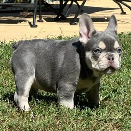 Beast - Blue male French Bulldog puppy in Indianapolis, Indiana from McDaniel Farm and Fowl