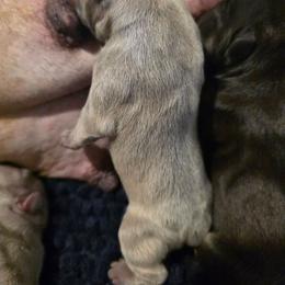 MTO Frosty - White male French Bulldog puppy in Asheville, Texas from MTO KENNELS