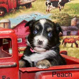 Peach - Black tri female Miniature Australian Shepherd puppy in Ronan, Montana from Dirt Road Aussie’s of Montana