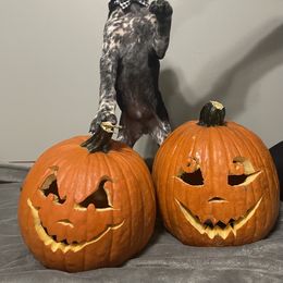 German Shorthaired Pointer Puppies from Southern Missouri GSP Puppies