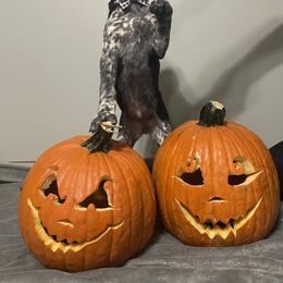 German Shorthaired Pointer Puppies from Southern Missouri GSP Puppies