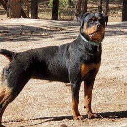 Rottweilers from Blair Ranch Rottweilers