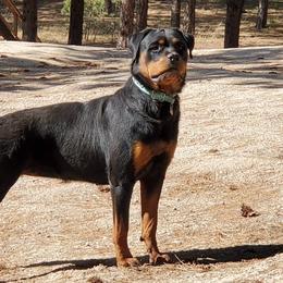 Rottweilers from Blair Ranch Rottweilers