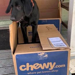 Labrador Retrievers from Swede Grove Retrievers